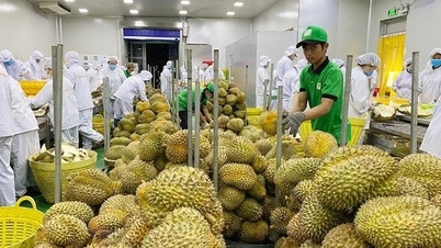 Trung Quốc vẫn là thị trường tiêu thụ chủ lực của nhiều ngành hàng xuất khẩu Việt Nam
