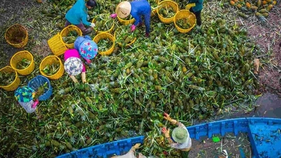 Farmers earn millions from harvesting sweet fruits on saline soil