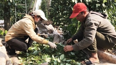 Vẫn chưa có thấy dấu hiệu tăng?