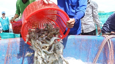 ĐBSCL: Giá tôm nguyên liệu giảm sâu, người nuôi “treo ao”