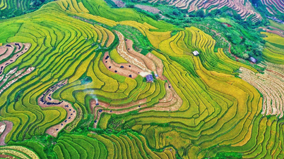 រដូវមាសនៅលើវាលរាបស្មើនៅ Mu Cang Chai