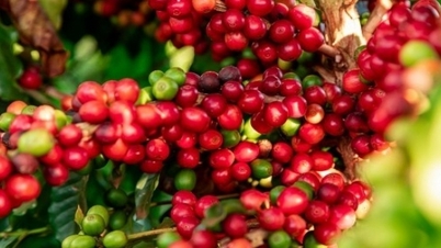 Exportpreis für Robusta-Kaffee fällt plötzlich stark