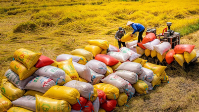 អង្ករ​វៀតណាម​កាន់​តំណែង​កំពូល​ក្នុង​ទីផ្សារ​អាស៊ីអាគ្នេយ៍​យ៉ាង​រឹងមាំ