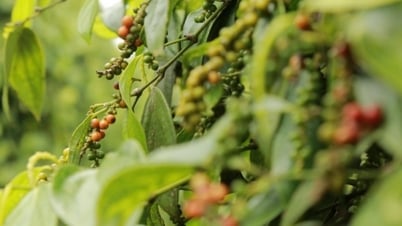 Lý do tiêu nội địa điều chỉnh giảm giá, khách hàng truyền thống không vội mua thêm