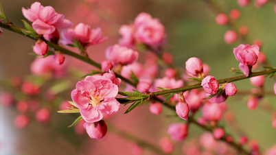 សាខា Mini peach មានតម្រូវការខ្ពស់នៅថ្ងៃទី 15 នៃខែទី 12 តាមច័ន្ទគតិ។