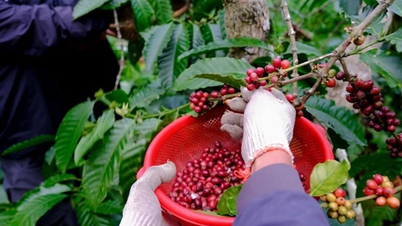 Giá nông sản ngày 17/1/2025: Cà phê tăng mạnh, hồ tiêu duy trì ổn định