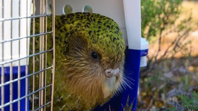 Espèce unique de perroquet qui ne peut pas voler, grimpe aux arbres pour trouver de la nourriture