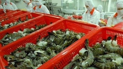 Tiêu thụ tôm Sao Ta cao kỷ lục 7 tháng đầu năm, doanh số đạt hơn 31 triệu USD