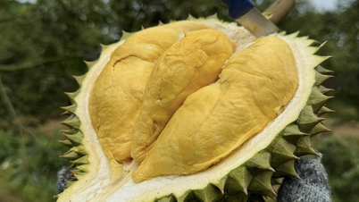 សត្វក្រពើ ទុរេនទឹកកក ដូងស្រស់ ជាផ្លូវការមាន 'ទិដ្ឋាការ' ទៅប្រទេសចិន