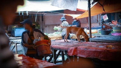 សាច់ឆ្កែ និងឆ្មា ត្រូវបានហាមប្រាមនៅទីផ្សារឥណ្ឌូនេស៊ី