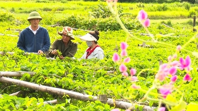 하띤의 농부들은 노란 꽃이 피는 나팔꽃 덩굴을 특산 야채로 재배하는데, 따자마자 매진됩니다.