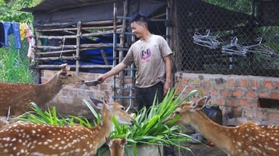 Watch the clip of a startup, a young man in Kon Tum tried raising spotted deer, unexpectedly it sold well