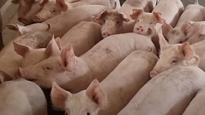 Miền Bắc tiếp đà tăng giá