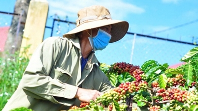 Giá cà phê trong nước hôm nay 1/1/2025: Tiếp tục nhuộm đỏ