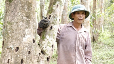 1001 cách làm giàu, vì sao nên trồng cây trầm hương trong vườn, đâu là câu trả lời tốt nhất?