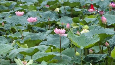 People are delighted with the Bach Diep lotus pond restored in West Lake.