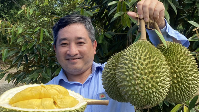 'Vua trái cây' lập kỷ lục, nông dân chia nhau hàng chục nghìn tỷ