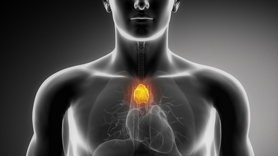 Phát hiện mới về tuyến ức