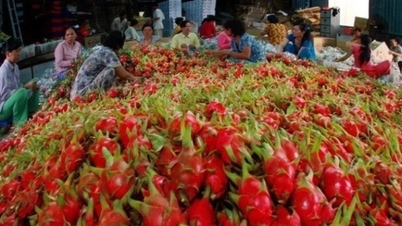 Schweiz steigert unerwartet Kaffeeeinkäufe aus Vietnam; Die Obst- und Gemüseexporte werden in 7 Monaten voraussichtlich die des gesamten Jahres 2022 übertreffen