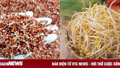 អាហារ​ពន្លក​មិន​ត្រឹម​តែ​មិន​មាន​ជាតិពុល​ប៉ុណ្ណោះ​ទេ ប៉ុន្តែ​ថែម​ទាំង​បង្កើន​ជីវជាតិ​ទ្វេដង​ទៀត​ផង។