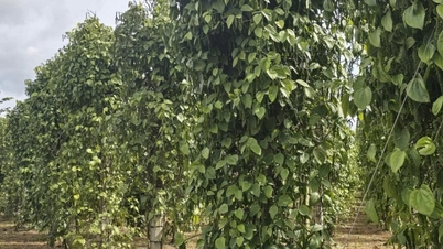 តើ​កសិករ​គួរ​លក់​ដើម​ទុន ឬ​ខ្ចី​ដើម​ទុន​ស្តុក​ម្រេច?