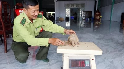 លែងសត្វពង្រូលកម្រចូលព្រៃ