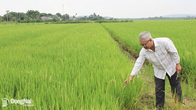 Giá lúa, gạo tăng cao