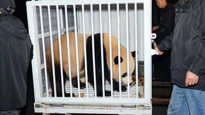 Two new bears from China arrive in Washington