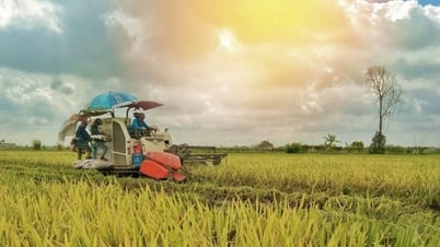អ្នកម៉ៅការ "រត់ចេញ" ដោយមិនផ្តល់អង្ករបម្រុងជាតិ