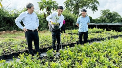 What diseases can Bo Chinh ginseng, Sanchi ginseng, and Mimosa pudica cure that make businesses flock to Dong Nai to invest?