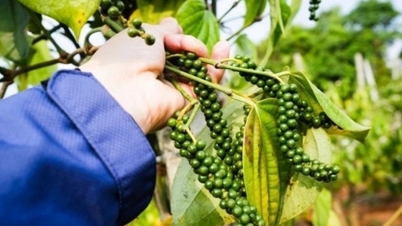 Thị trường vẫn còn nhiều biến động, xuất khẩu hồ tiêu thu về gần 1 tỷ USD