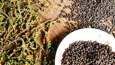 Đà tăng vẫn diễn ra, Đắk Lắk, Đắk Nông vượt mốc 150.000 đồng/kg