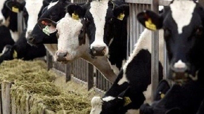 Many cow milk samples in the US tested positive for H5N1 bird flu