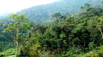 Hàng trăm tỉ đồng tín chỉ carbon 'mắc kẹt'