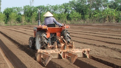 Dans un district de la province de Thai Binh, des milliers de tonnes de semences de légumes, de maïs et de pommes de terre ont été semées dans les champs, en attendant que la récolte d'hiver soit fructueuse.