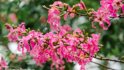 Ngắm vẻ rực rỡ đến mê mẩn lòng người của hoa mỹ nhân giữa lòng Hà Nội