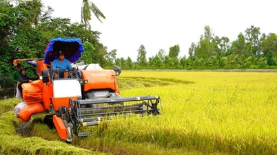 La cosecha de arroz en la temporada de lluvias aumenta las ganancias de los agricultores en un 30%