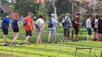 Hoi An builds green tour route at Tra Que vegetable village