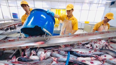 Thủy sản Nam Việt tăng vốn gấp đôi, nhiều kỳ vọng kinh doanh bứt tốc cuối năm