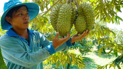 Việt Nam vượt Chile đứng thứ 2 về xuất rau quả sang Trung Quốc
