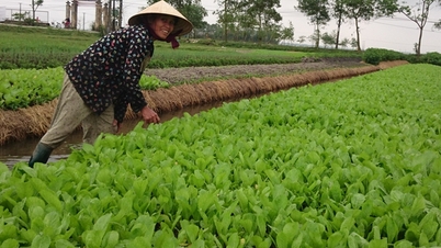 តើឃុំណាខ្លះនៅ Thua Thien Hue ដែលទើបតែត្រូវបានទទួលស្គាល់ថាមានស្តង់ដារជនបទថ្មីជឿនលឿន?