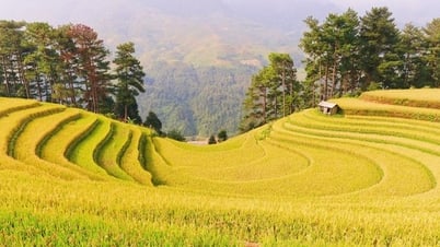 สีเหลืองสดใสบนทุ่งนาขั้นบันไดมู่ฉางไช
