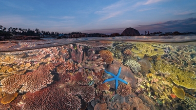 Vietnamese author wins international ocean photo award
