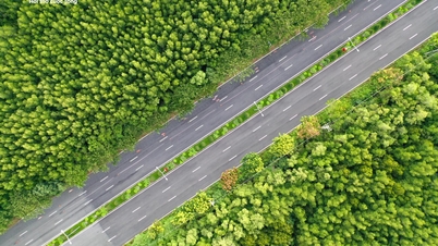 Admire the picturesque forest route in Ho Chi Minh City
