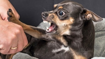 Đồng Nai ghi nhận sự xuất hiện của ổ dịch bệnh dại sau nhiều năm