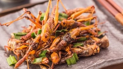 Doanh nghiệp Việt xuất khẩu côn trùng vào thị trường châu Âu