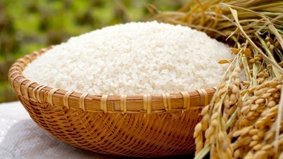 Hàng trăm tấn gạo bị tạm giữ tại Thuỵ Điển do nghi ngờ gian lận chất lượng