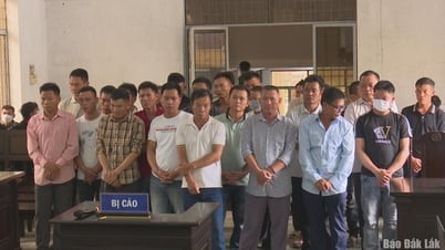 28 đối tượng hủy hoại rừng cùng lĩnh án