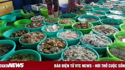 Tất tần tật kinh nghiệm đi chợ hải sản Cát Bà