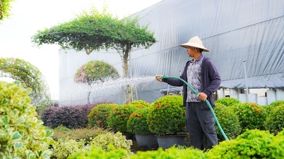 Làng cây cảnh lớn nhất miền Bắc ‘làm lại từ đầu’ sau bão số 3